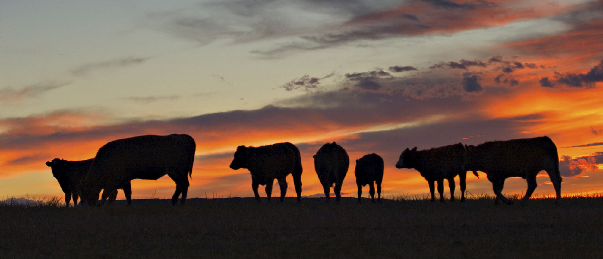 Knutson Family Farms